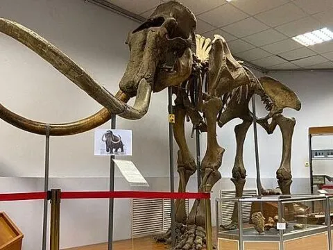 Тематическая экскурсия «ДОИСТОРИЧЕСКИЕ ЖИВОТНЫЕ ЯКУТИИ» - до 30 декабря 6 ДОИСТОРИЧЕСКИЕ