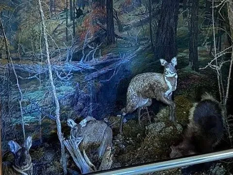 Тематическая экскурсия «ЖИВОТНЫЙ МИР ЯКУТИИ» - до 30 декабря 7 ЖИВОТНЫЙ МИР