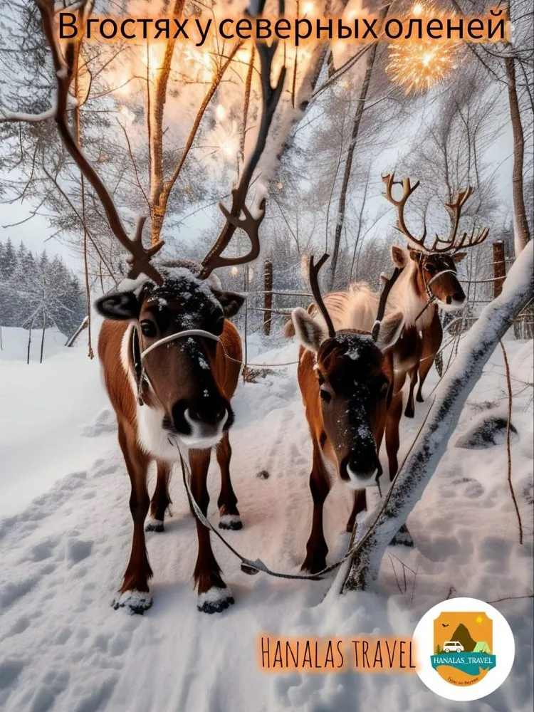 В гостях у северных оленей